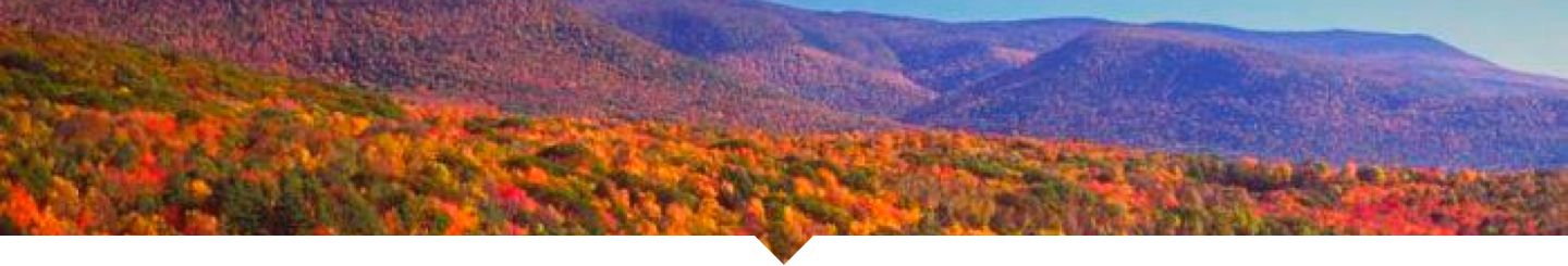 contact_us_forest_header
